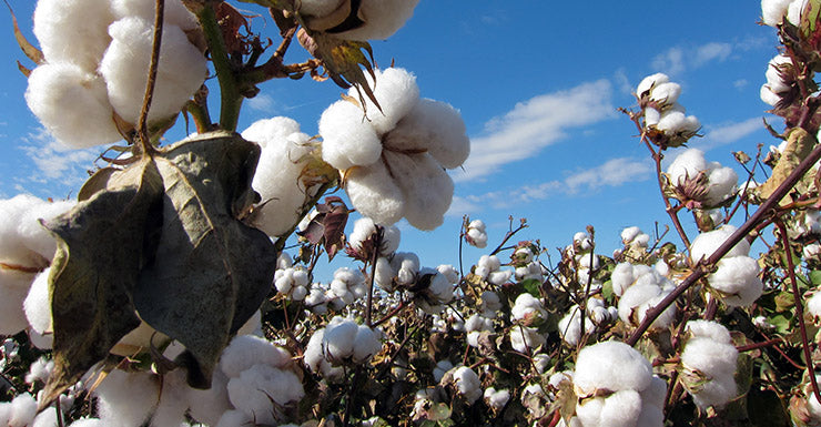 Why buy eco-friendly apparel